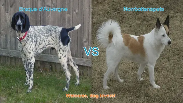 Video thumbnail for Braque d'Auvergne vs. Norrbottenspets: A Comprehensive Comparison