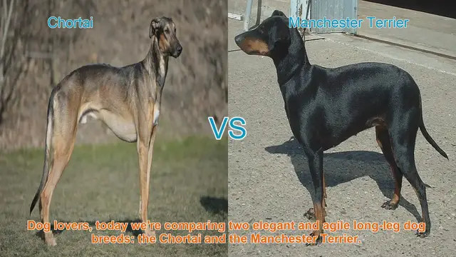 Video thumbnail for Chortai vs. Manchester Terrier: A Comparison of Elegant Long-Leg Dog Breeds