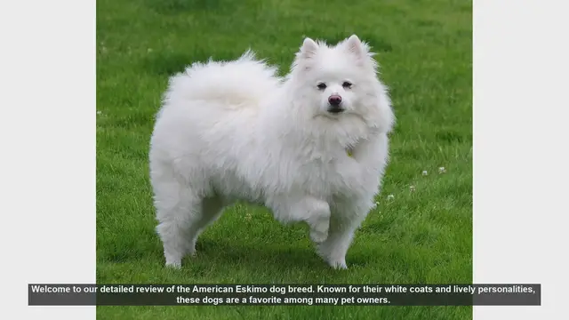 Video thumbnail for American Eskimo Dog Breed Review: The Perfect Fluffy Companion