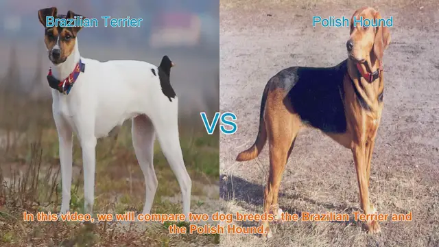 Video thumbnail for Brazilian Terrier vs. Polish Hound: A Comprehensive Breed Comparison