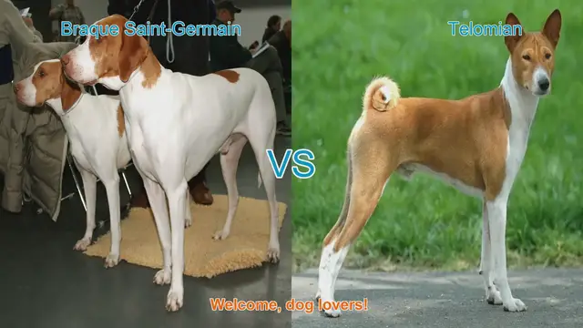Video thumbnail for Braque Saint-Germain vs. Telomian: A Comparative Guide for Dog Lovers