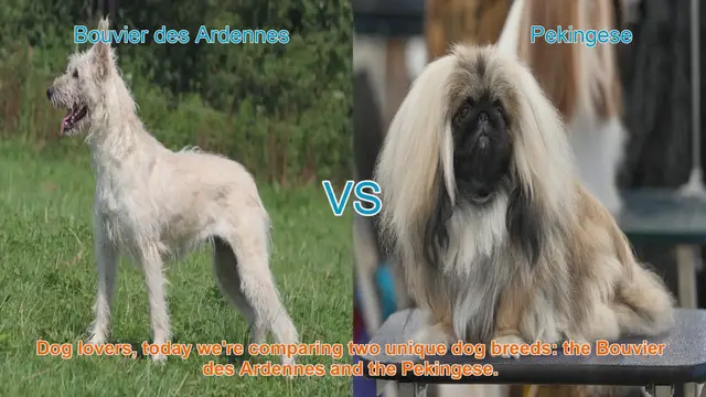 Video thumbnail for Bouvier des Ardennes vs. Pekingese: A Comparison of Two Unique Dog Breeds