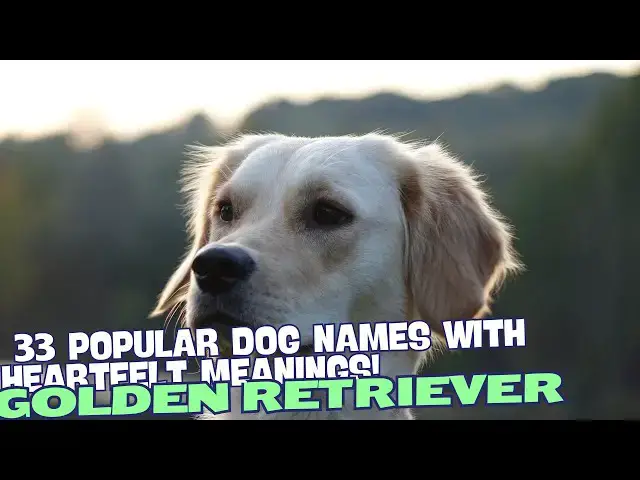 Video thumbnail for 33 Popular Golden Retriever Names with Heartfelt Meanings 🐶✨