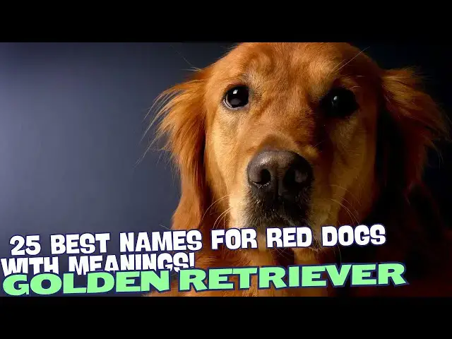 Video thumbnail for 25 Best Names for Red Golden Retrievers with Heartfelt Meanings 🧡