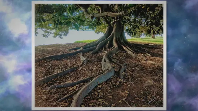 Video thumbnail for Root Problems? This Surprising Vinegar Method Might Just Work Wonders