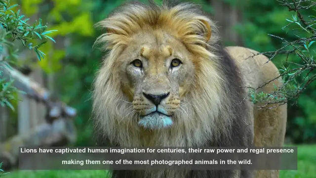 Video thumbnail for 10 Renowned Photographers Capturing Lions in the Wild