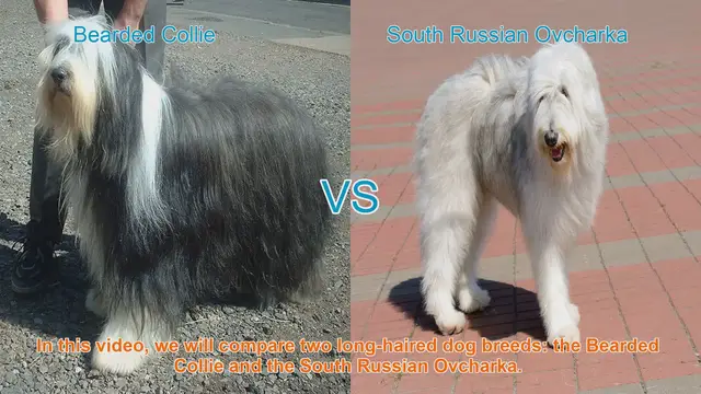 Video thumbnail for Bearded Collie vs. South Russian Ovcharka: Breed Comparison