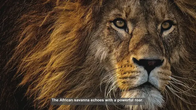 Video thumbnail for 10 Surprising Facts About Lion Pride Territories