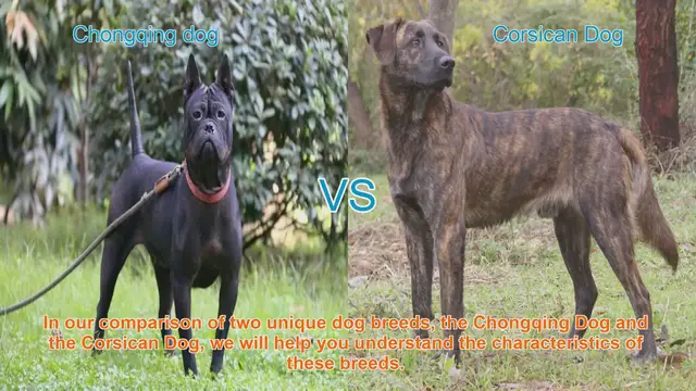 Video thumbnail for Comparing Chongqing Dog and Corsican Dog: Origins, Characteristics, and Temperaments