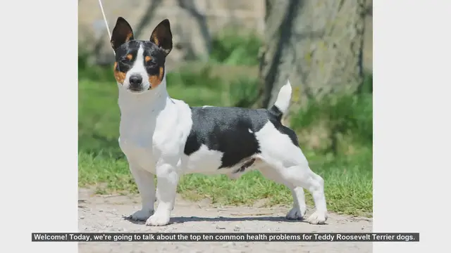 Video thumbnail for Top 10 Health Issues in Teddy Roosevelt Terriers