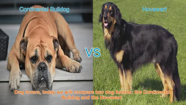 Video thumbnail for Comparing Continental Bulldogs and Hovawarts: Which Breed is Right for You?