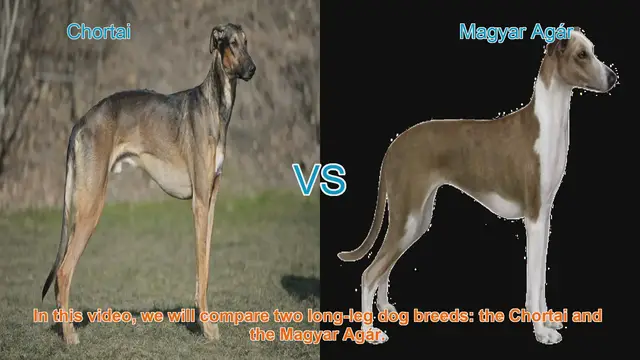 Video thumbnail for Chortai vs. Magyar Agár: A Comprehensive Breed Comparison