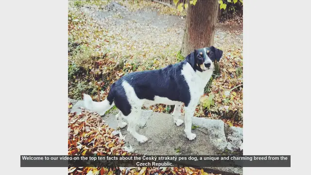 Video thumbnail for Top 10 Facts About the Český strakatý pes (Czech Spotted Dog)