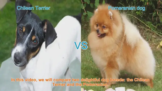 Video thumbnail for Chilean Terrier vs. Pomeranian: A Comparison of Delightful Dog Breeds