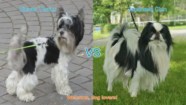 Video thumbnail for Biewer Terrier vs. Japanese Chin: A Comparison of Charming Dog Breeds