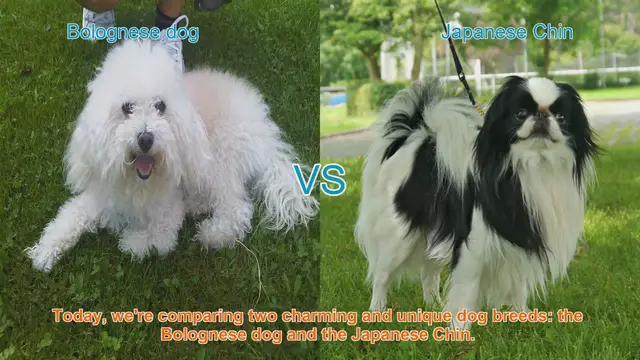 Video thumbnail for Bolognese Dog vs. Japanese Chin: A Charming Breed Comparison
