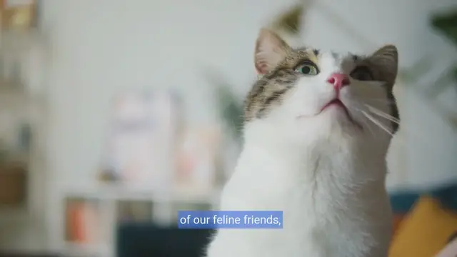 Video thumbnail for Feline Health : Identifying & Treating Common Cat Issues