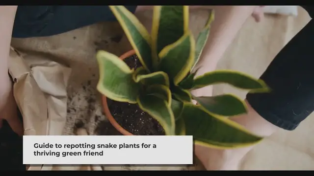'Video thumbnail for Repotting Your Snake Plant_ A Step-by-Step Guide'