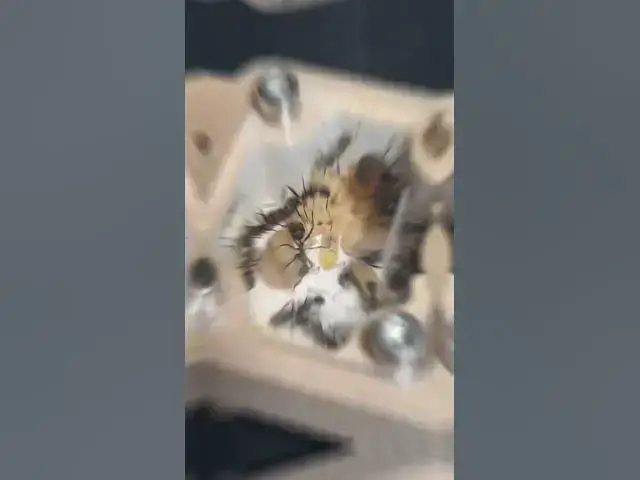 Video thumbnail for ¡Evolución de mis #camponotus #cruentatus ¡ #shorts #viral #hormigas