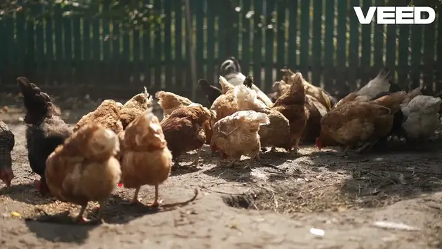 Video thumbnail for Unlocking the Secrets of Chickens!