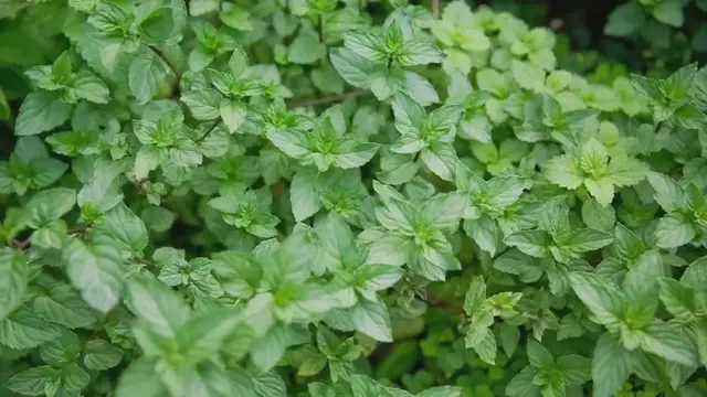 Video thumbnail for How to Grow and Use Mint
