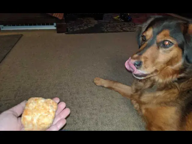 'Video thumbnail for Himalayan Dog Chew Microwave Video'