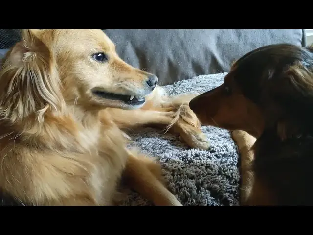 'Video thumbnail for Two Dogs Bickering And Showing Teeth'