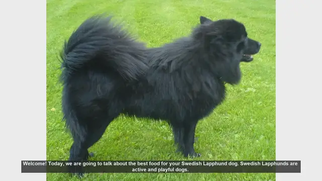 Video thumbnail for Best Food Choices for Your Swedish Lapphund