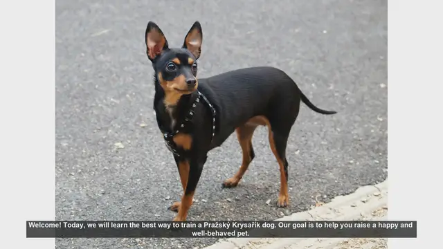 Video thumbnail for How to Train Your Pražský Krysařík: Tips for a Happy and Well-Behaved Dog