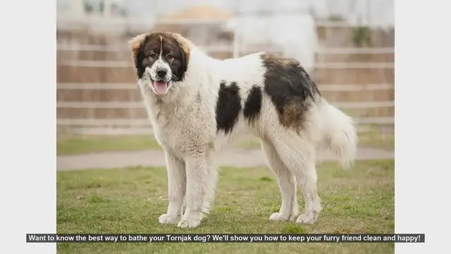 Video thumbnail for How to Bathe Your Tornjak Dog: Step-by-Step Guide