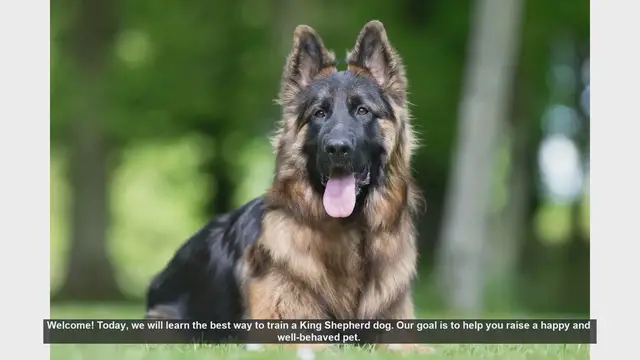Video thumbnail for How to Train Your King Shepherd: Tips for a Happy and Well-Behaved Dog