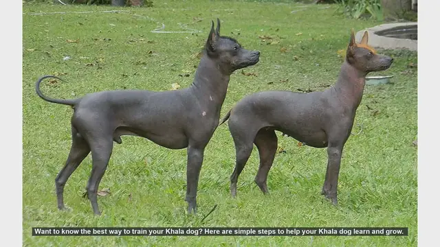 Video thumbnail for How to Train Your Khala Dog: Simple Steps for Success