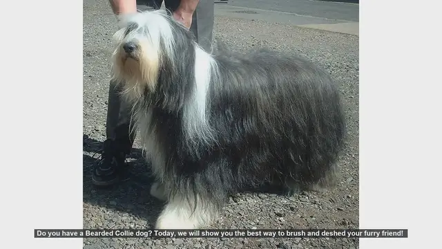 Video thumbnail for How to Brush and Deshed Your Bearded Collie: Step-by-Step Guide