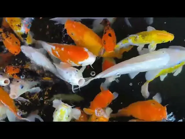 Video thumbnail for Treating Anchor Worms in Koi Fish: Identification and Removal Guide