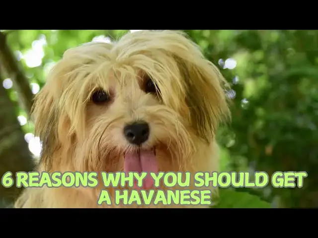 Video thumbnail for 6 Reasons Why You Should Get a Havanese in 2025! 🐶✨