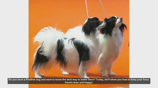 Video thumbnail for How to Bathe Your Phalène Dog: Step-by-Step Guide