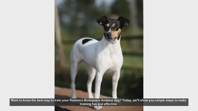 Video thumbnail for Effective Training Tips for Your Ratonero Bodeguero Andaluz
