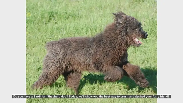 Video thumbnail for How to Brush and Deshed Your Sardinian Shepherd Dog