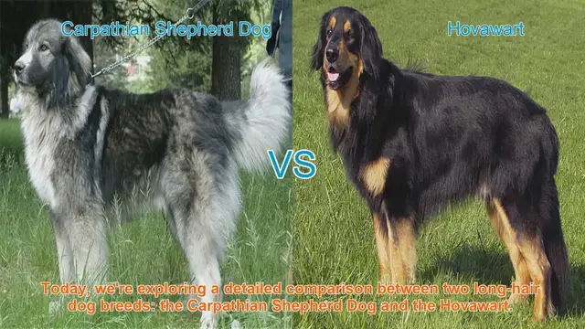 Video thumbnail for Carpathian Shepherd Dog vs. Hovawart: A Detailed Comparison
