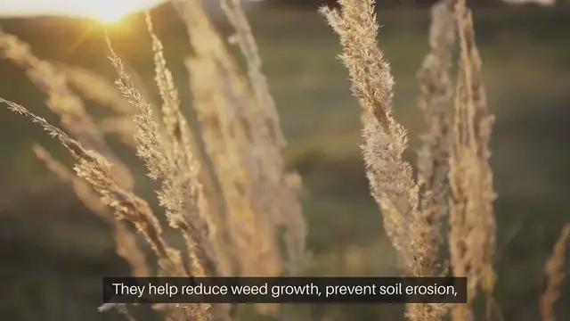 Video thumbnail for Best Ground Covers For Landscaping