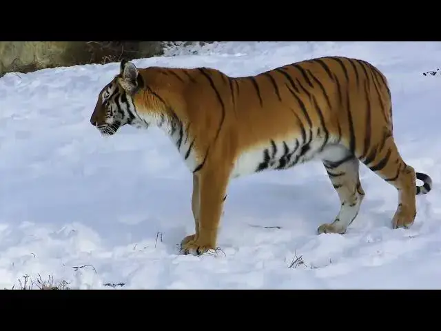 Video thumbnail for How Ancient Cultures Celebrated the Tiger Spirit?