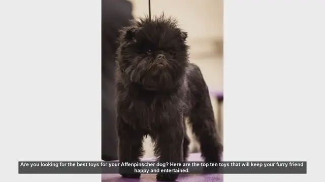 Video thumbnail for Top 10 Toys for Your Affenpinscher: Keep Your Furry Friend Entertained!