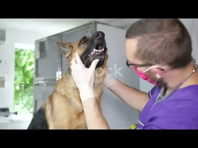'Video thumbnail for Common Diseases in German Shepherds  A C'
