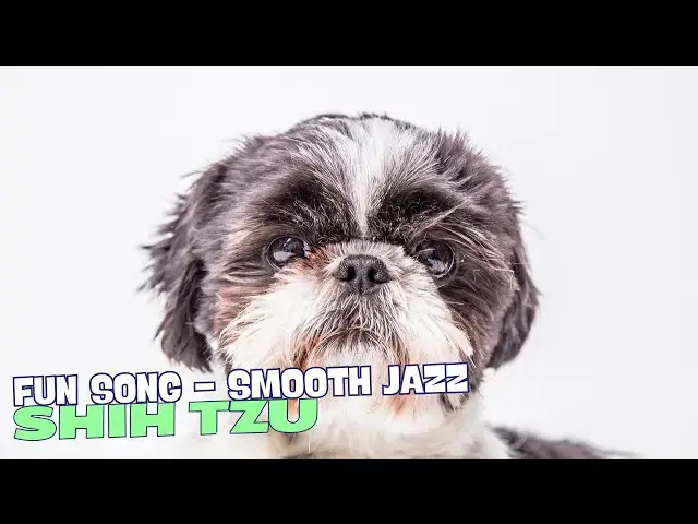 Video thumbnail for Shih Tzu Shuffle ??