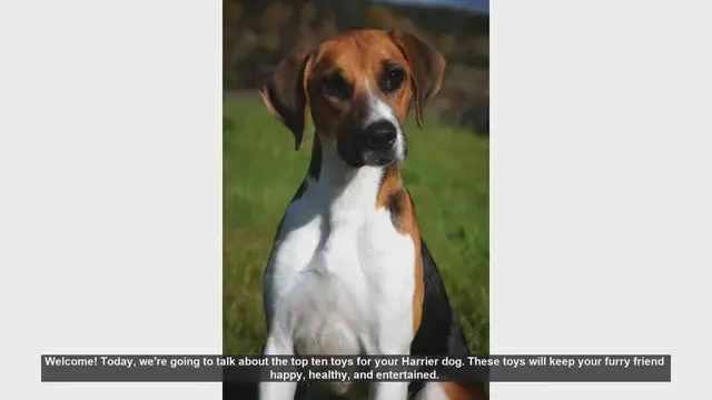 Video thumbnail for Top 10 Toys to Keep Your Harrier Dog Happy and Healthy