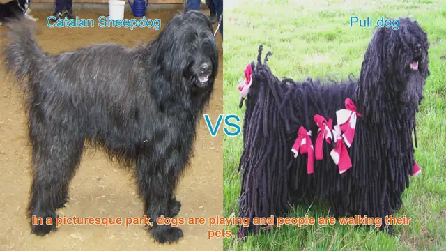 Video thumbnail for Comparing Catalan Sheepdog and Puli Dog: A Guide to Long-Haired Breeds
