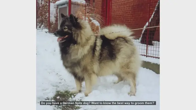 Video thumbnail for Ultimate Guide to Grooming Your German Spitz Dog