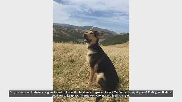 Video thumbnail for Ultimate Guide to Grooming Your Huntaway Dog