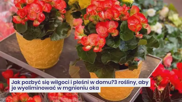 Video thumbnail for Jak pozbyć się wilgoci i pleśni w domu? 3 rośliny, aby je wyeliminować w mgnieniu oka