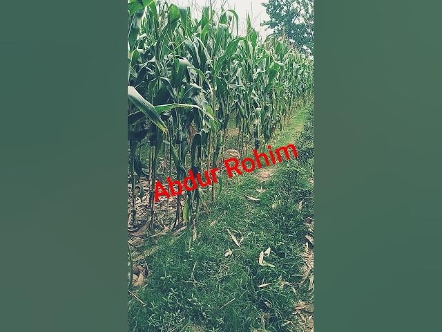 Video thumbnail for @Abdur Rohimuh9z আমার  কক্টৈ কানদে পাথর কনদে না তোর হিয় কিসের ভালোবাসলি রে তুই কিসের দরদিয়